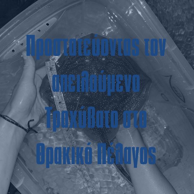 Endangered rough skate Thracean sea thubnails GR