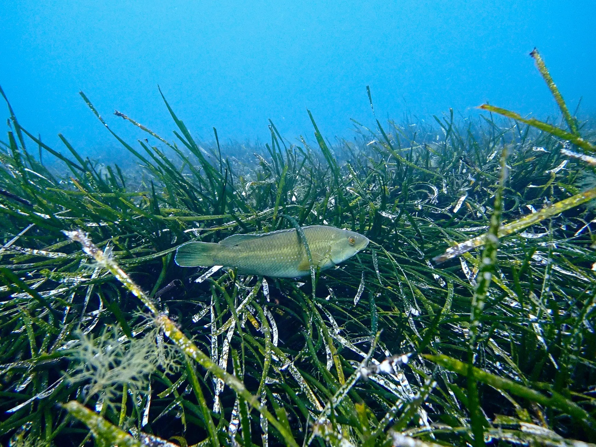 lemnos-posidonia-fish