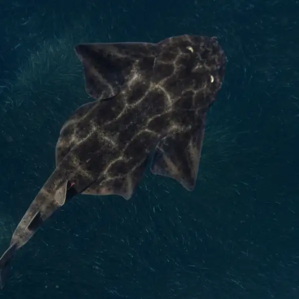 vunlerable species-thubnail-activities