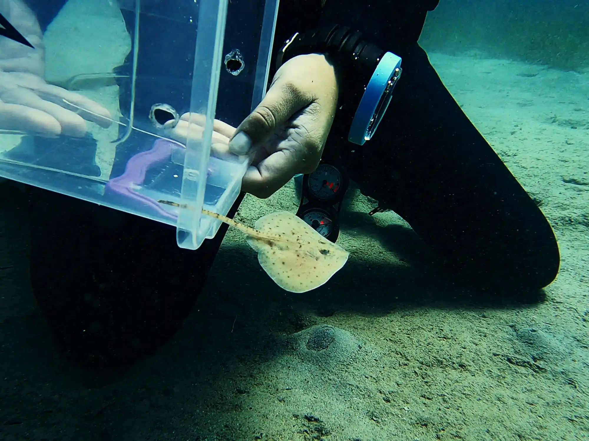 isea-name-a-shark-scuba