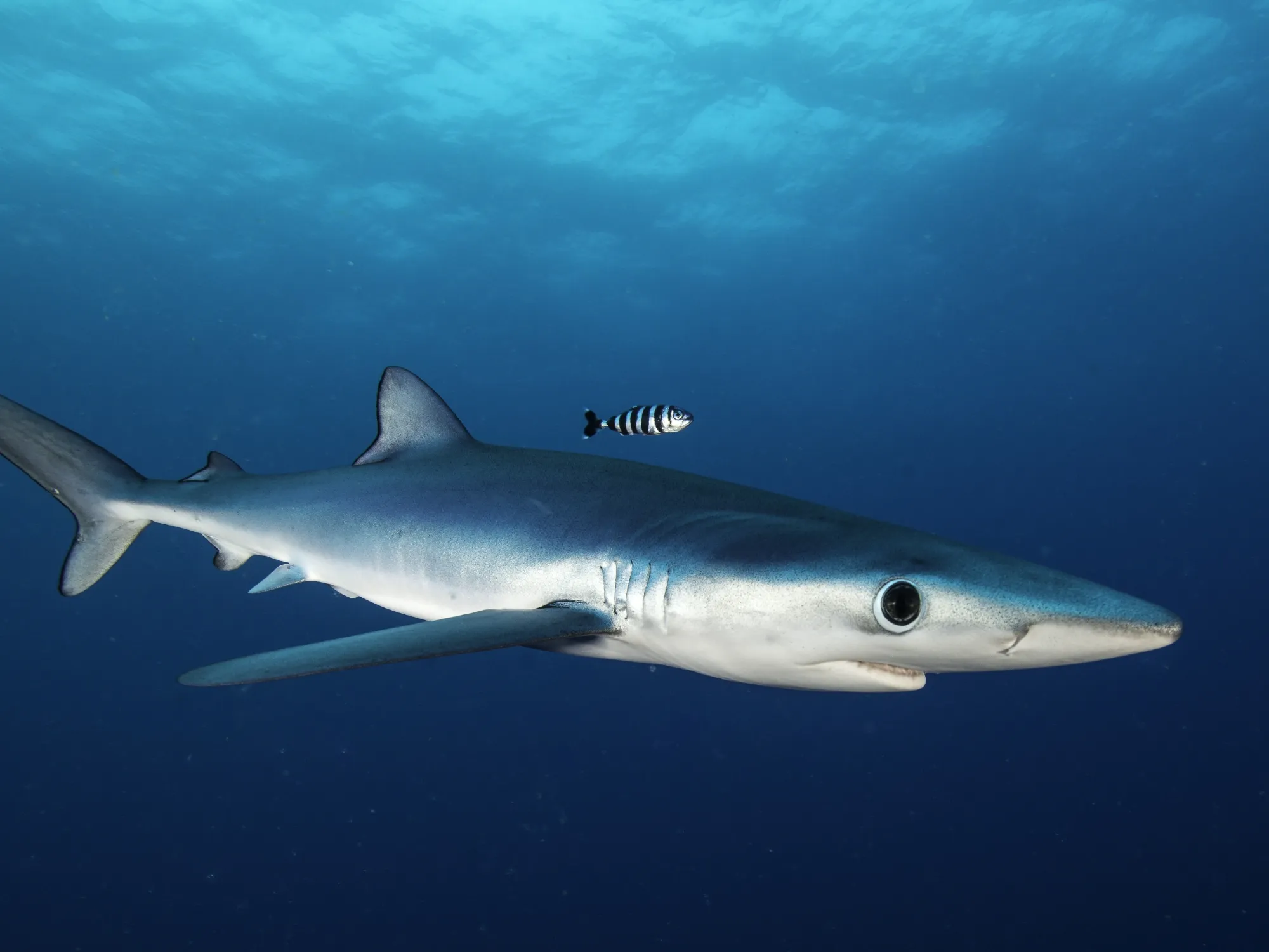 vunlerable-species-shark