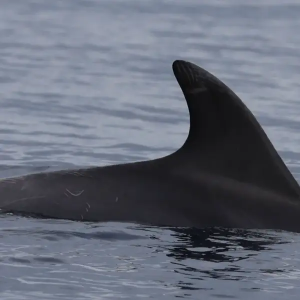 24027-TT-dolphin