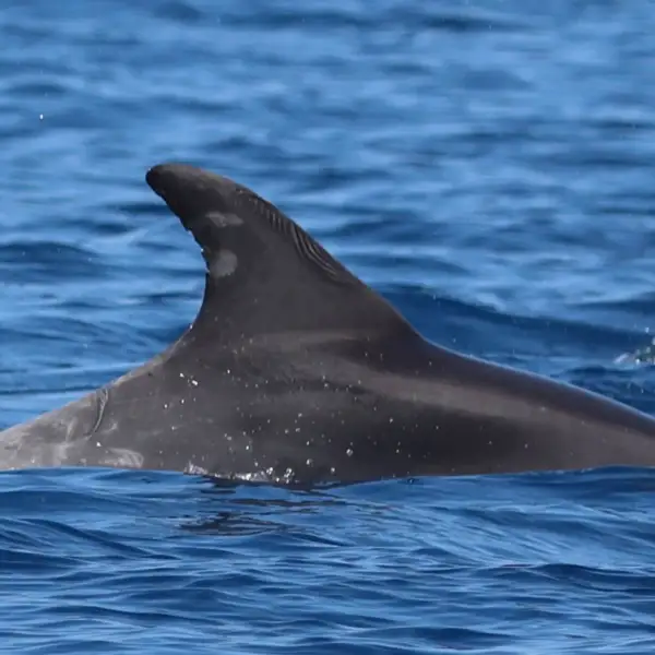 Dolphin-21010-TT