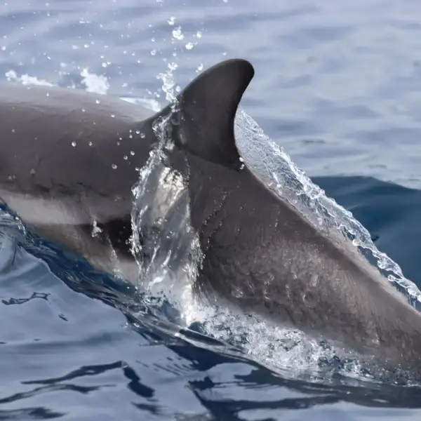 Dolphin-24019-SC