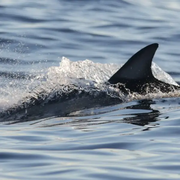 Dolphin- 25001-DD