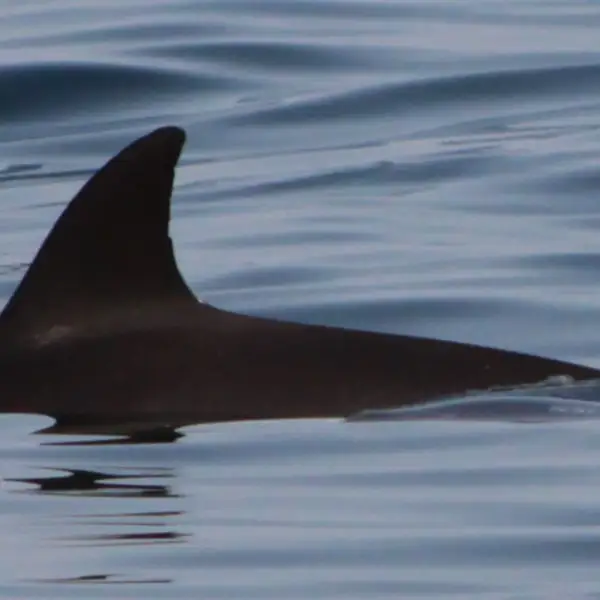 dolphin-TT-21008
