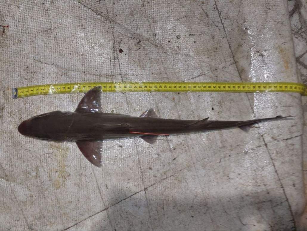 shark-2-0355__MM_KOR_310722_B11_007