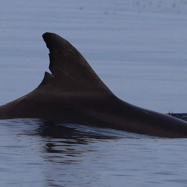 Dolphin-21009