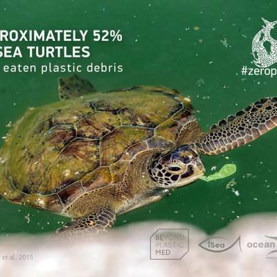 Banner: Sea Turtles