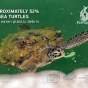 Banner: Sea Turtles