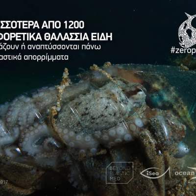 Σημαία: Θαλάσσια είδη