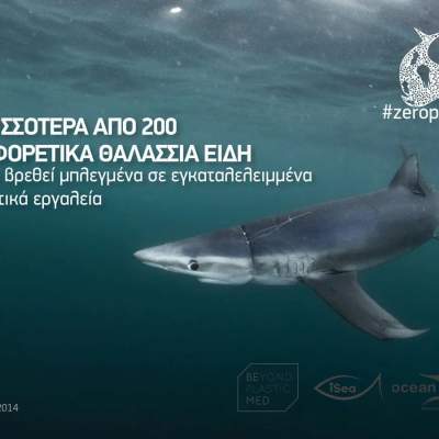 Σημαία: Καρχαρίες