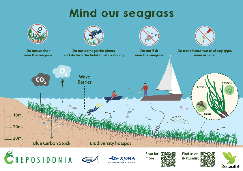 Reposidonia: Mind our seagrass
