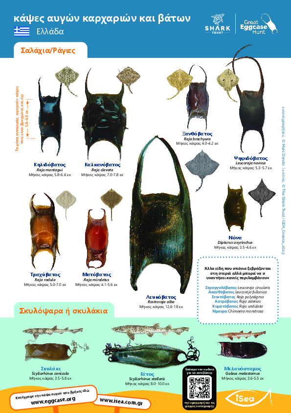 Κάψες αυγών καρχαριών και βάτων