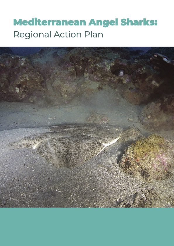 Mediterranean Angel Sharks: Regional Action Plan